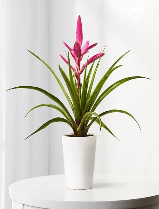 Bromeliad Floral