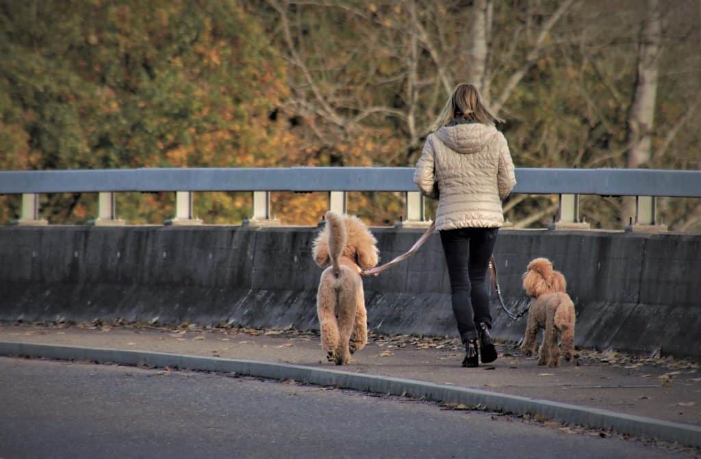 lady walking her dogs