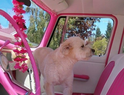 A photo of a puppy dog in a pink and white car Pantone Color of the Year 2023